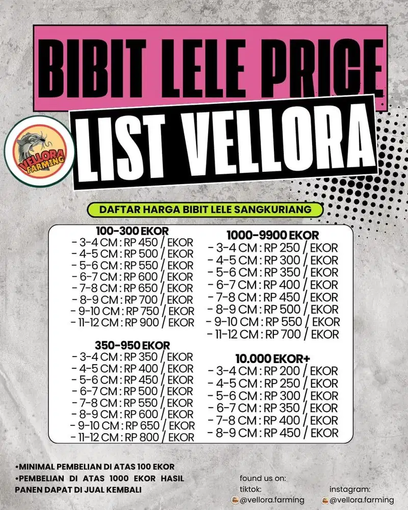 Bibit Lele Sangkuriang