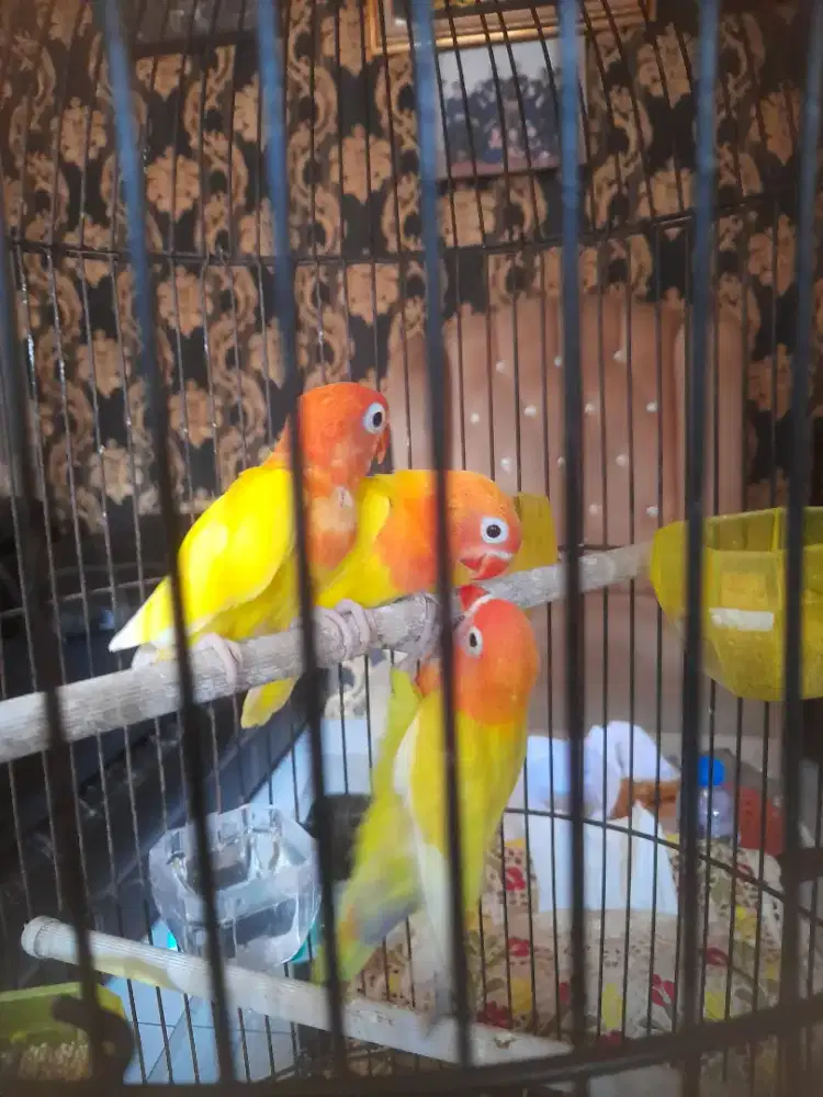 Lovebird lutino paud