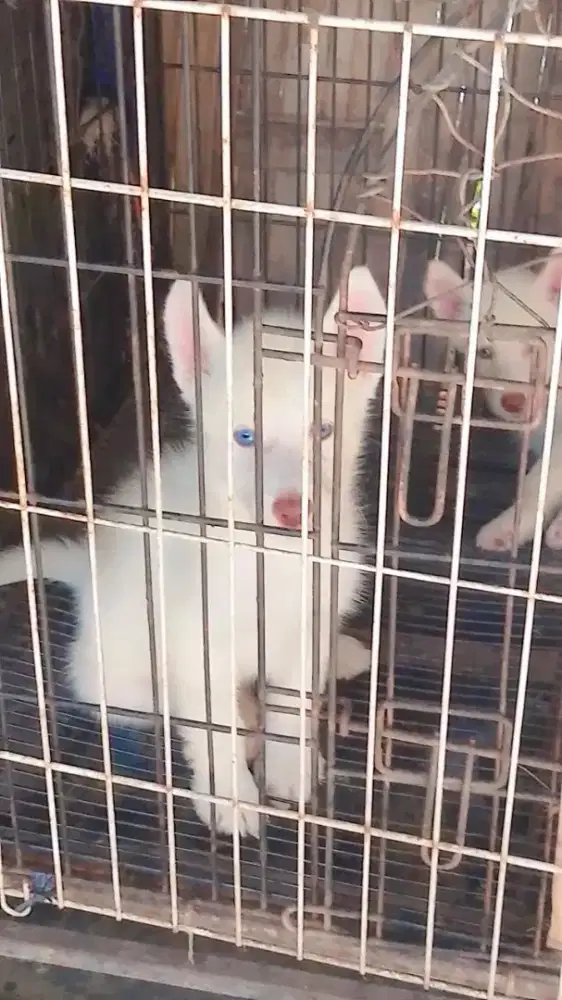 Husky jntan non stbm putih mata biru