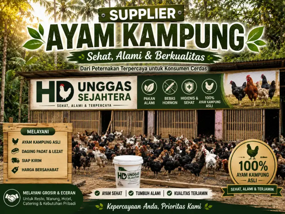 Supplier ayam kampung
