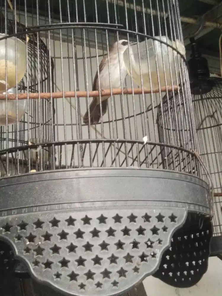Burung trucukan ngerol jantan