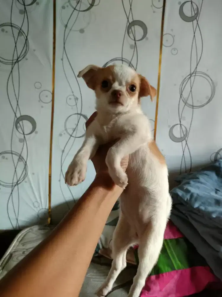 jual pupies, puppy, anak anjing lucu
