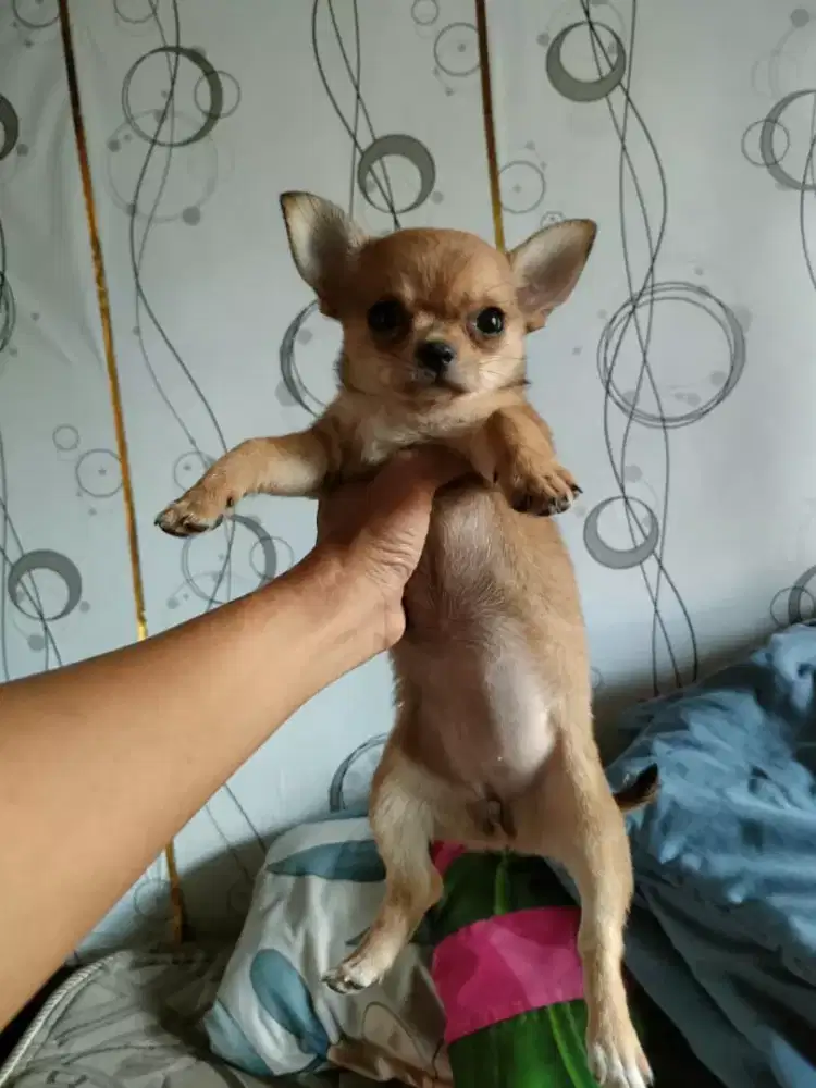 jual pupies, puppy, anak anjing lucu