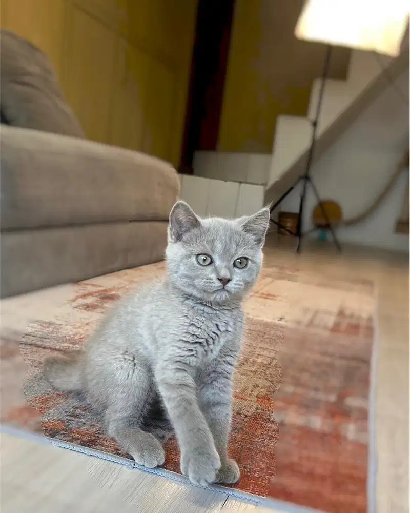 Kucing british shorthair bsh lilac