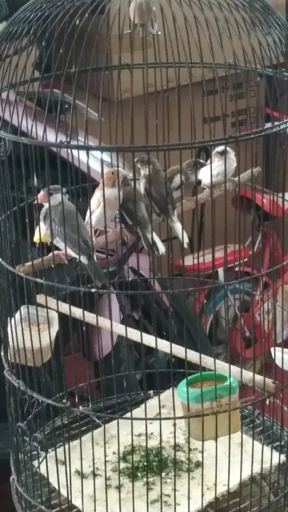 Emje hasil kebun sendiri
