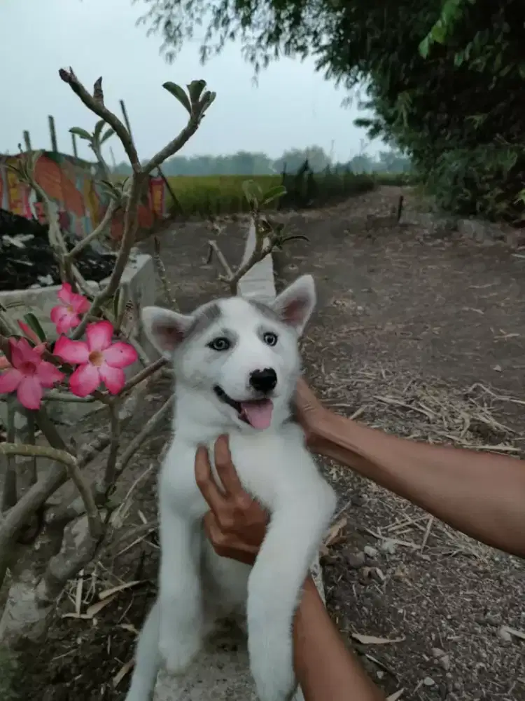 jual pupies, puppy, anak anjing lucu