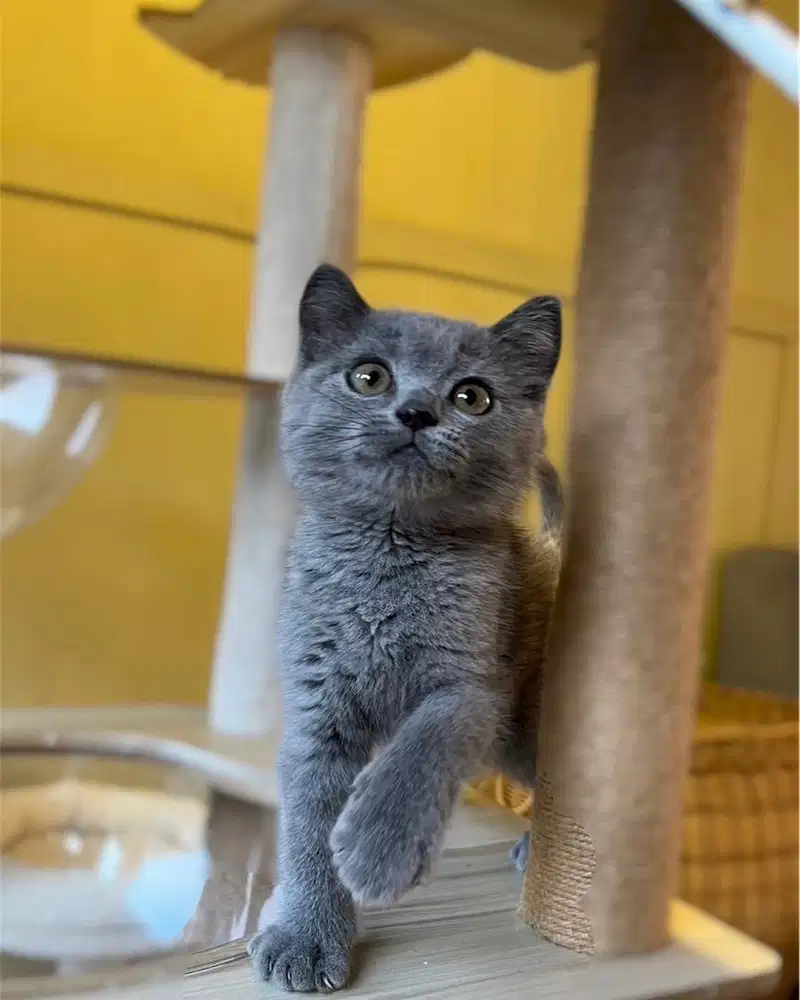 Kucing british shorthair bsh blue solid