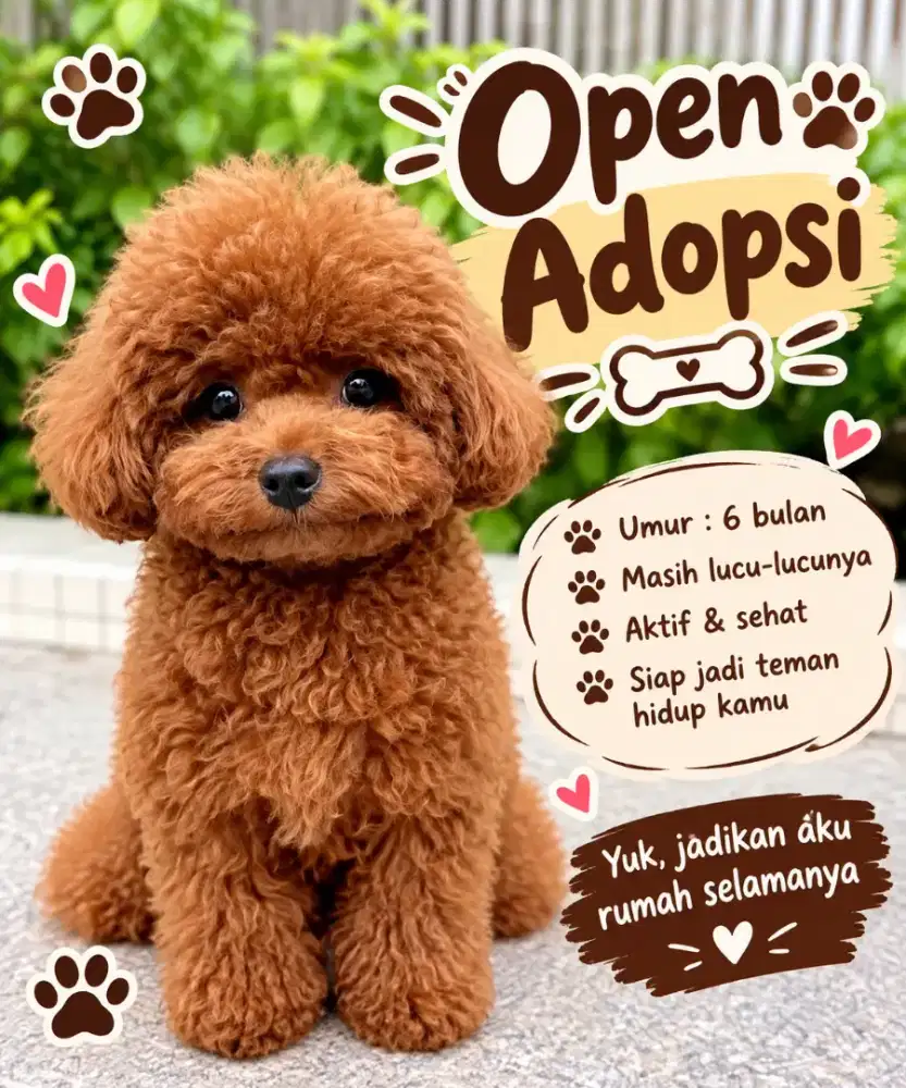 Anjing POODLE LUCU