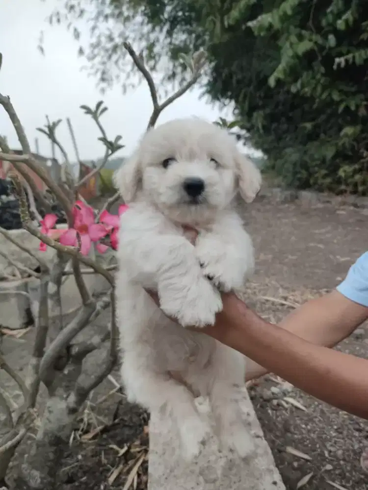 jual pupies, puppy, anak anjing lucu