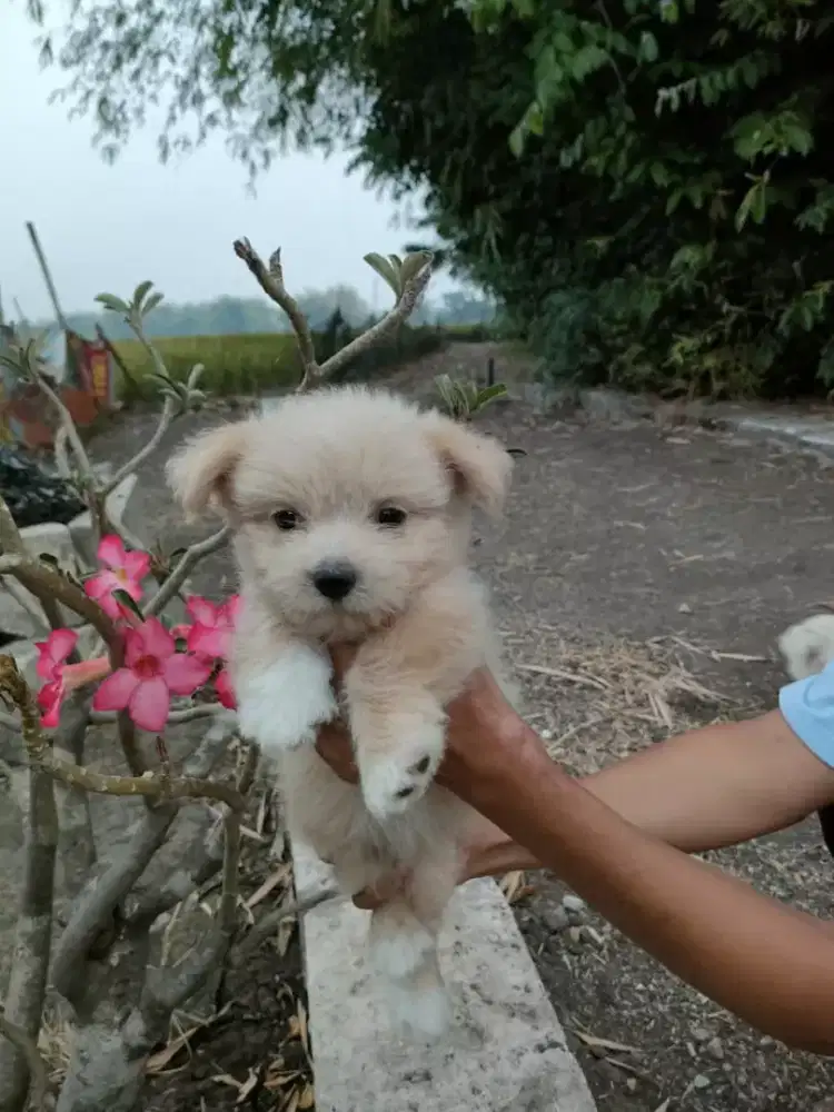jual pupies, puppy, anak anjing lucu