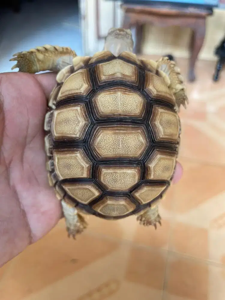 Kura kura sulcata