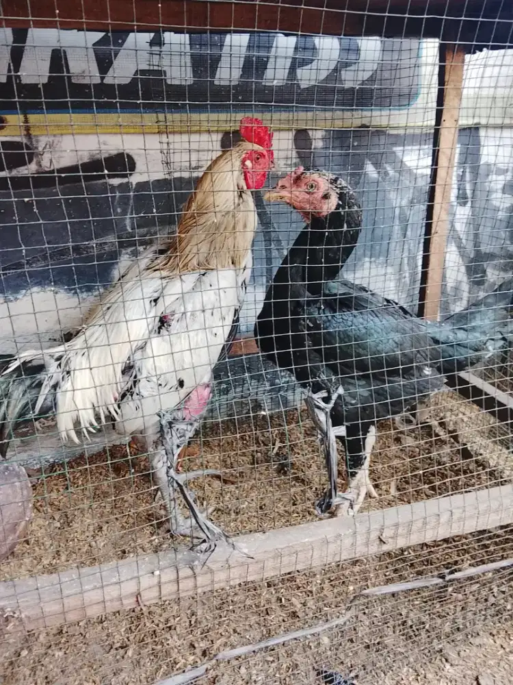 Jual ayam Bangkok siap ternak