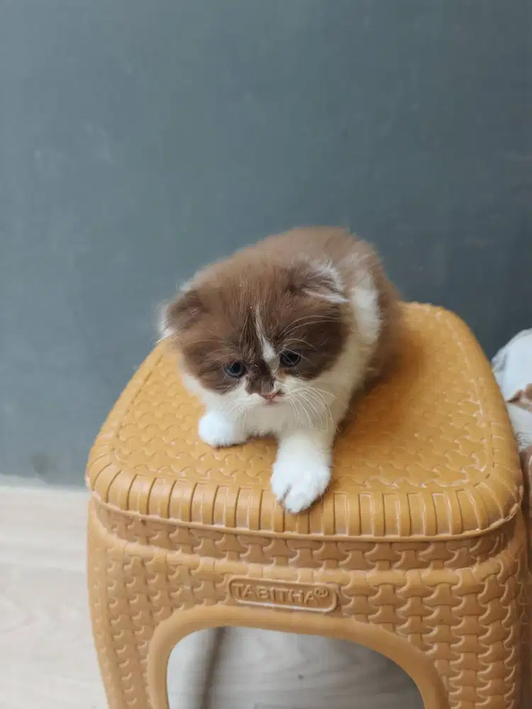 Kucing British Long Hair (BLH/BSH)
