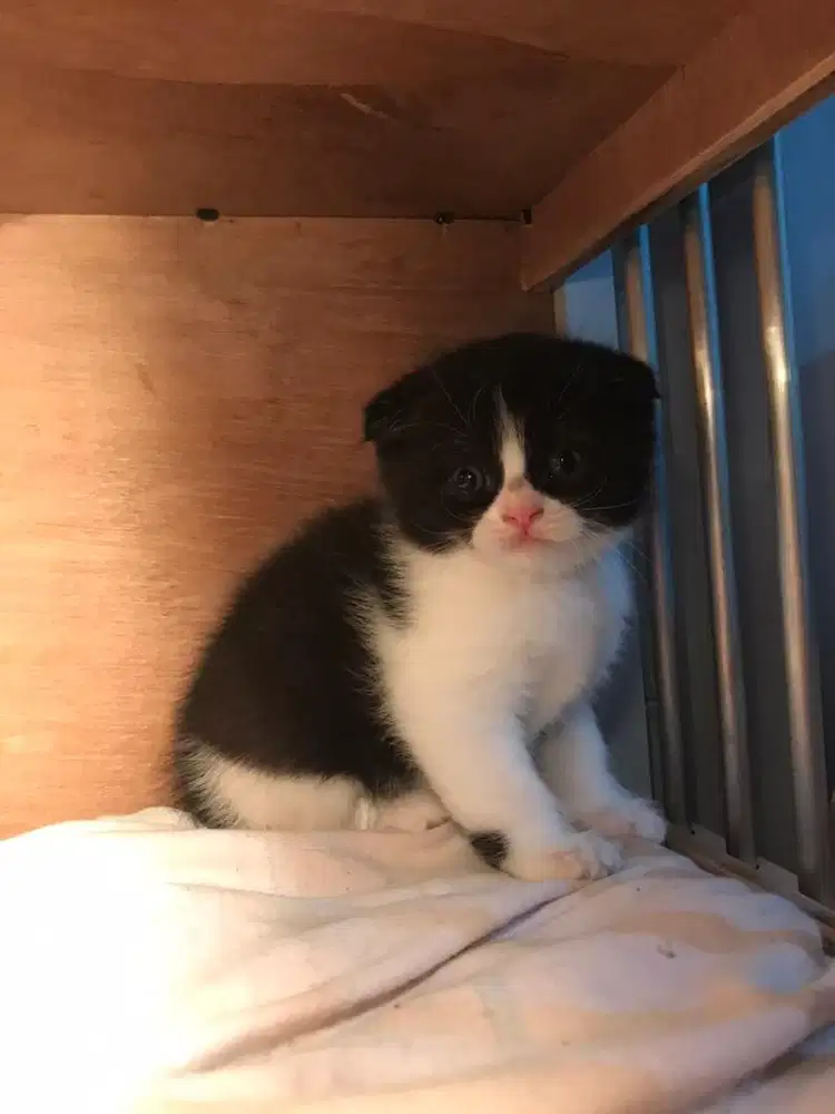 Kucing scottish fold x british shorthair jantan