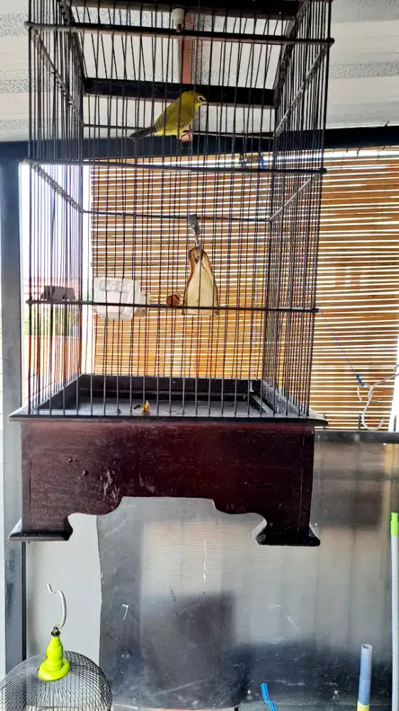 Burung rajin bunyi plus kandang