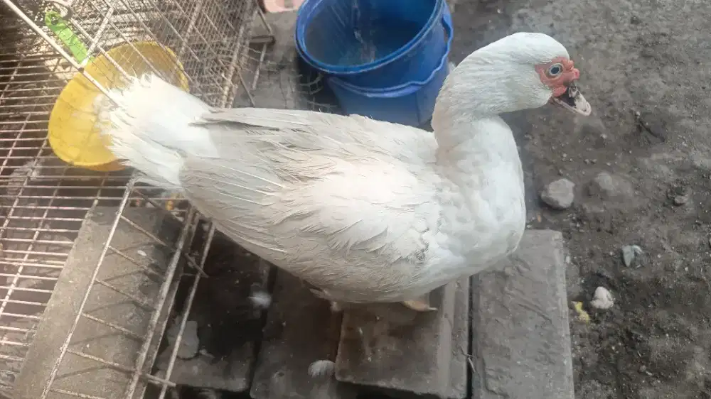 Bebek kesayangan