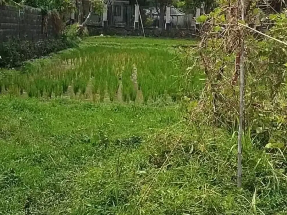 Dijual Tanah Kavling Premium di Umalas Kerobokan – Lokasi Strategis Dekat Canggu, Seminyak & Kerobokan