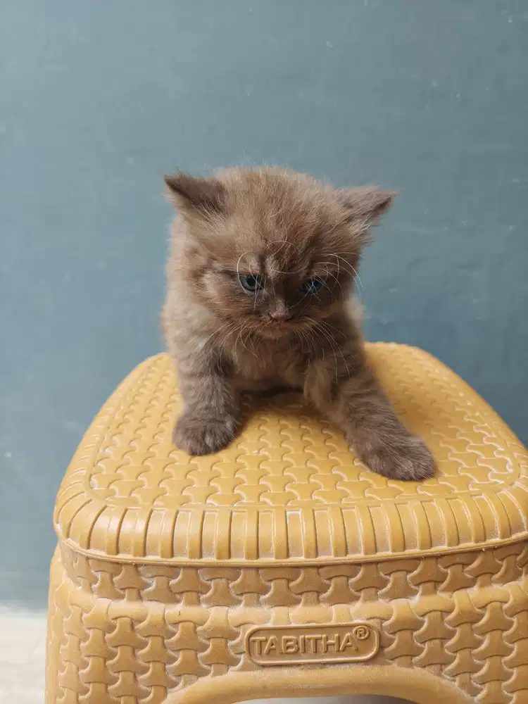 Kucing British Long Hair