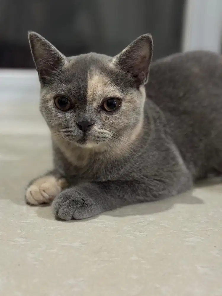 Kucing British Shorthair