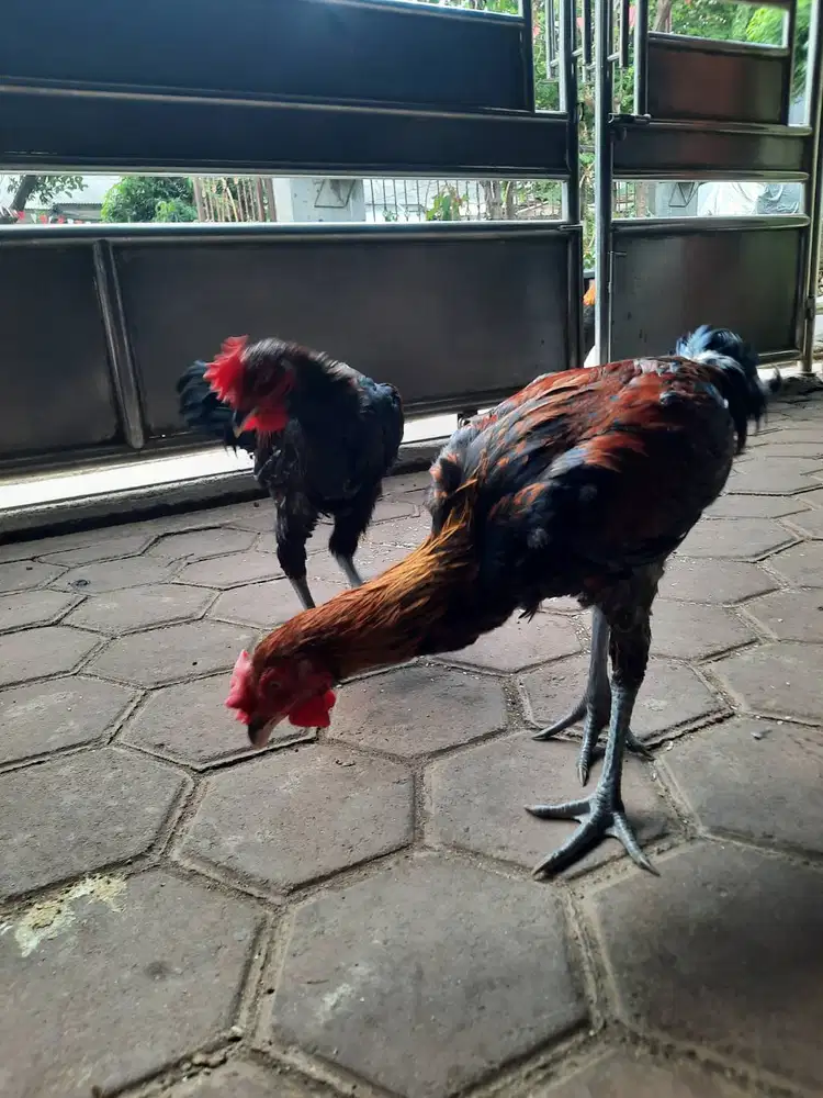 Ayam Pelung Jantan Muda