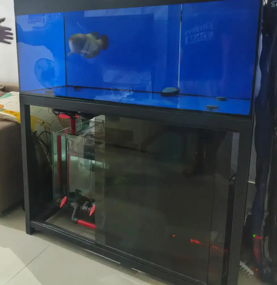 Ikan Arwana Super Red Full Set