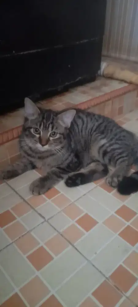 Kucing persia mixdon