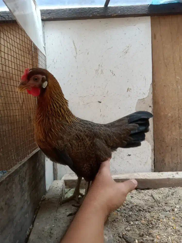 AYAM HUTAN MERAH