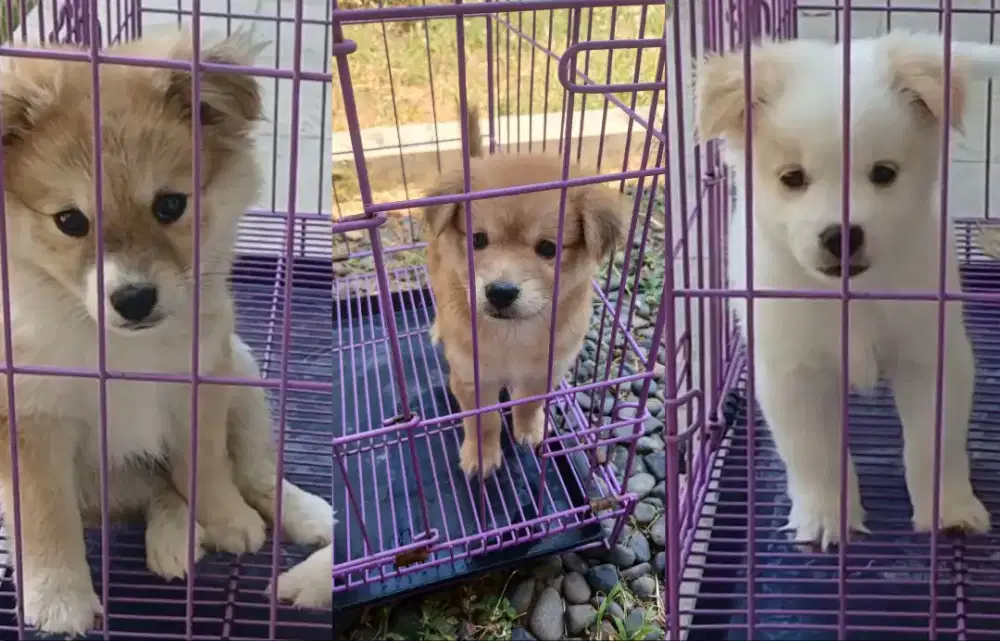 Anak Anjing Lucu