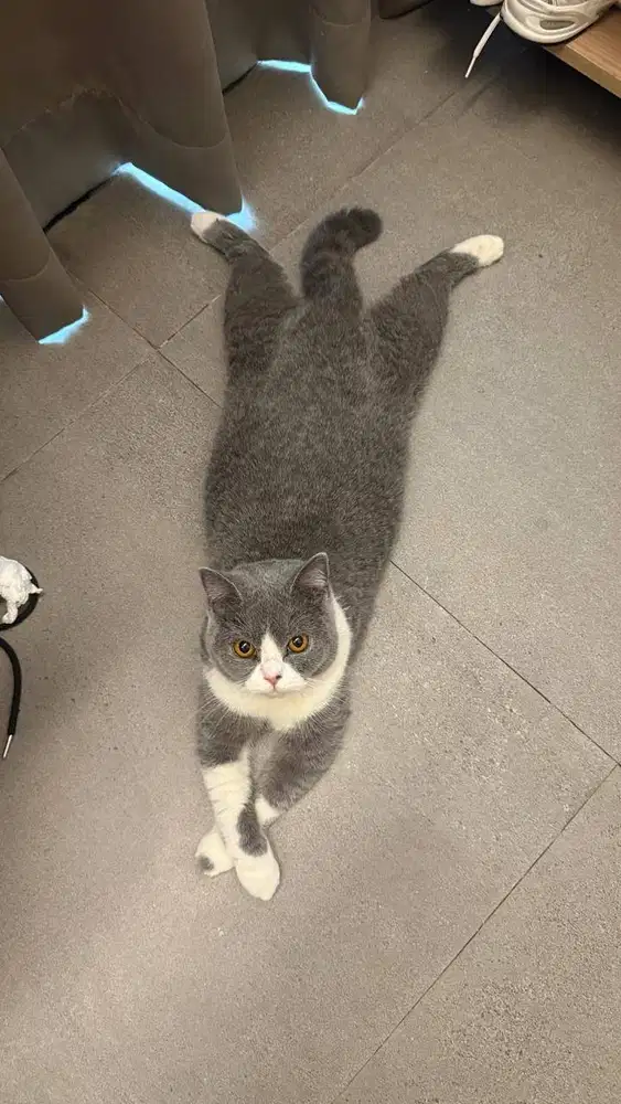 KUCING BSH BETINA