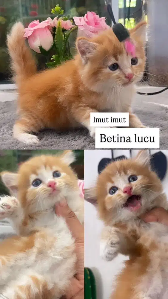 Kitten betina oyen marble