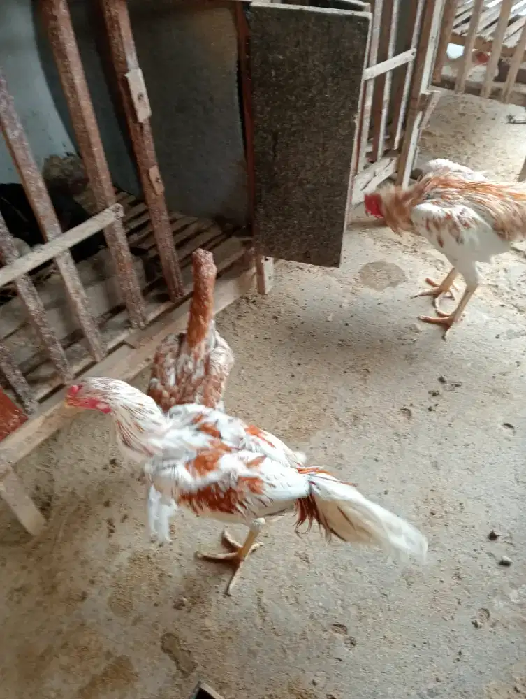 Hewan lainnya ayam bangkok