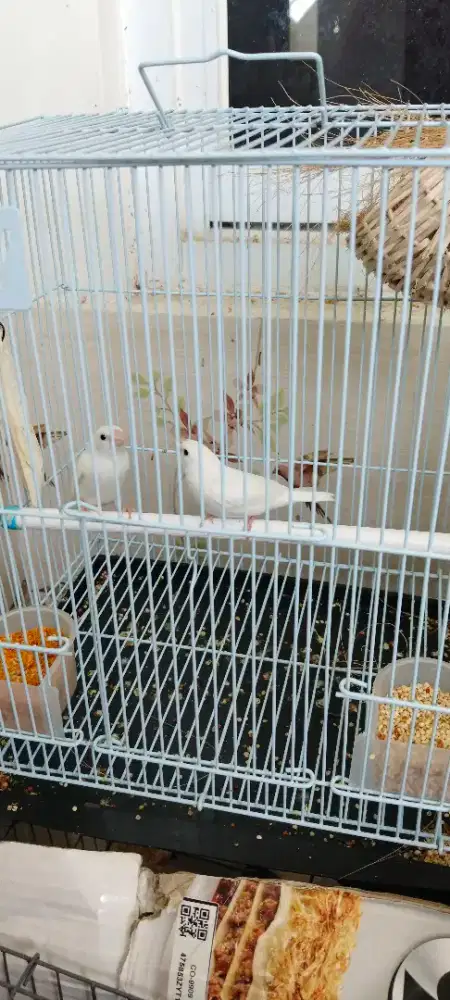 Burung emje sepasang dwsa