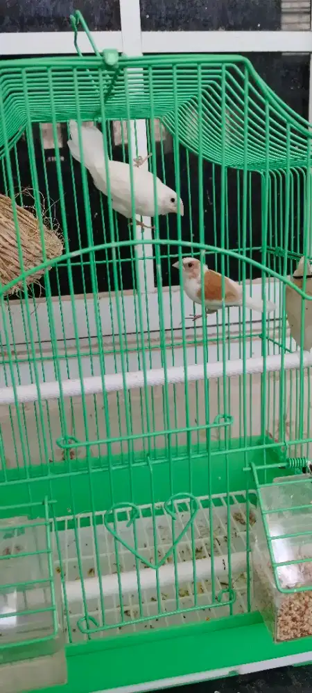 Burung emje sepasang
