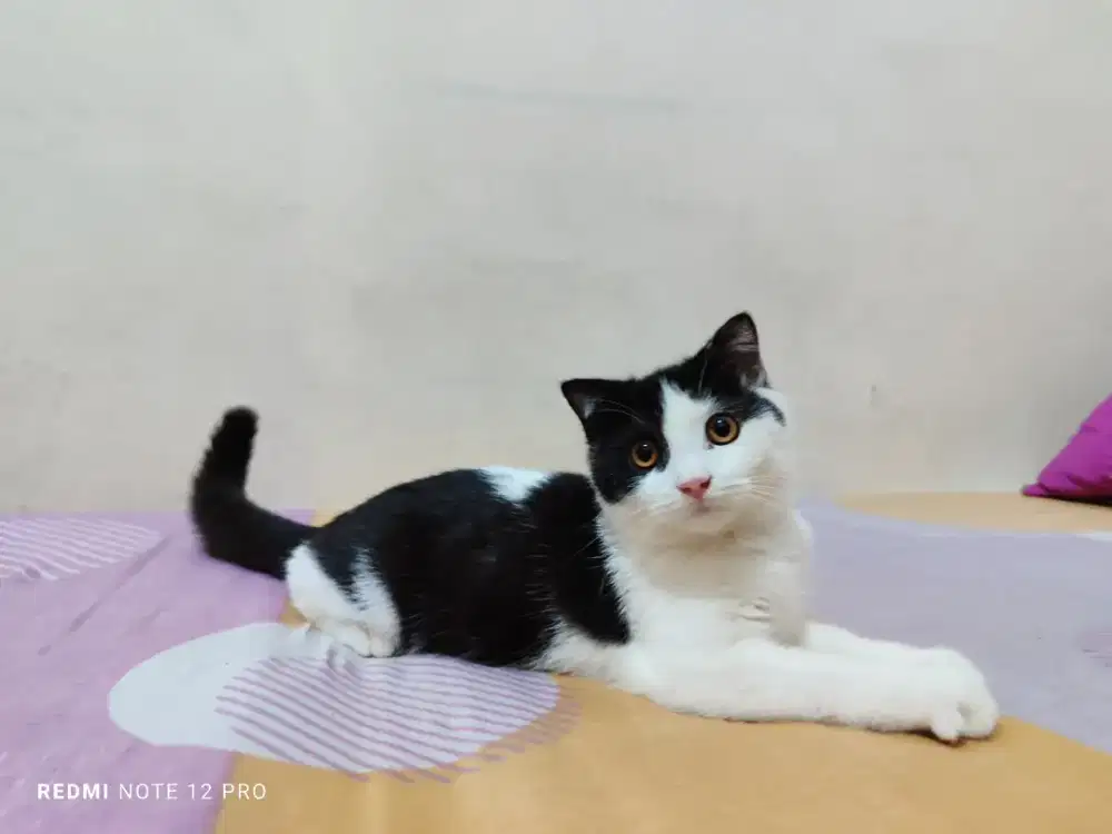 Kucing Scottish fold black bicolor