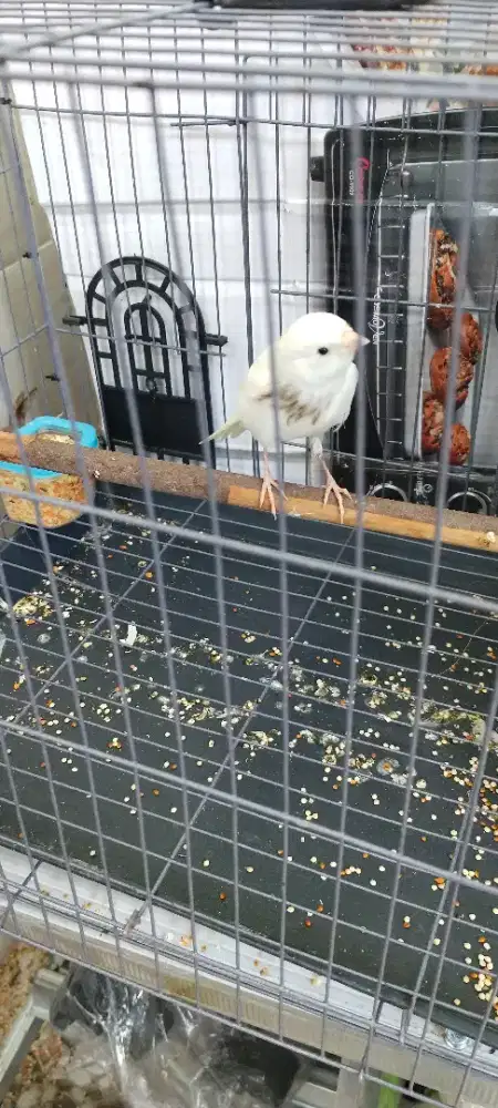 Burung kenari panda AFS jantn