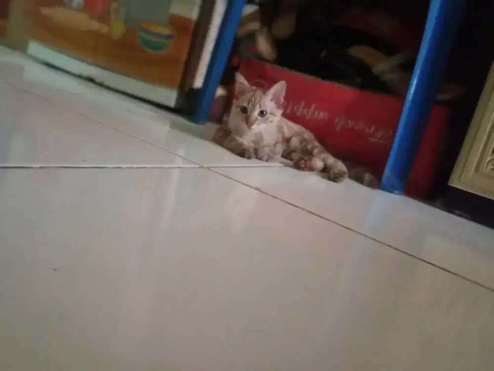 Kucing Himalaya