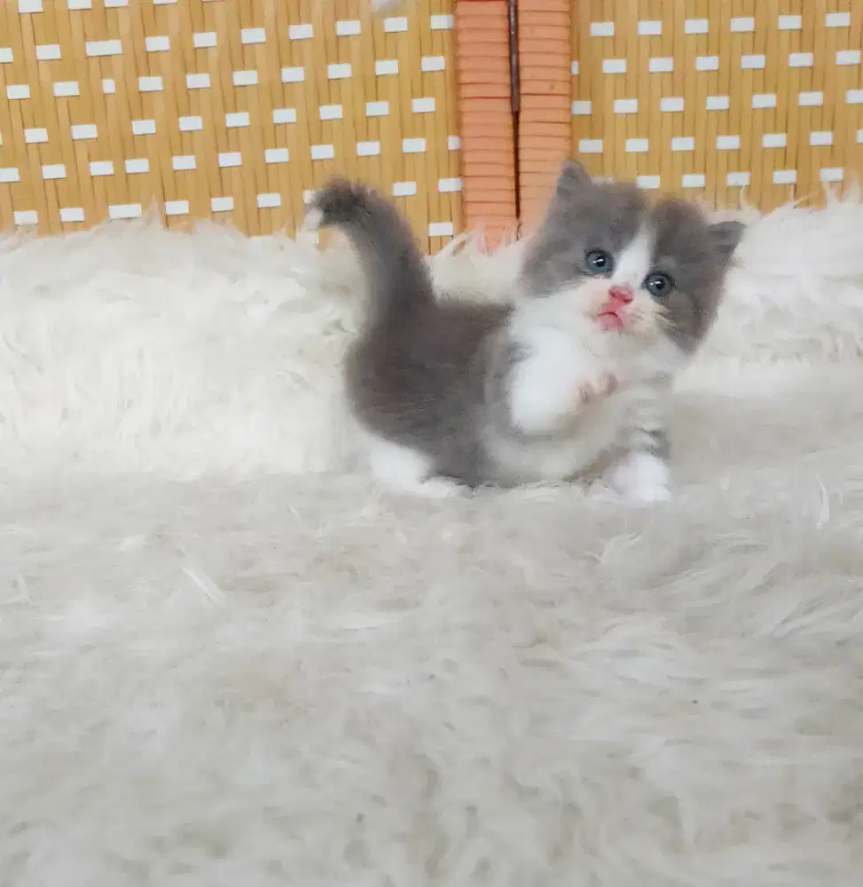Munchkin x BSH bico