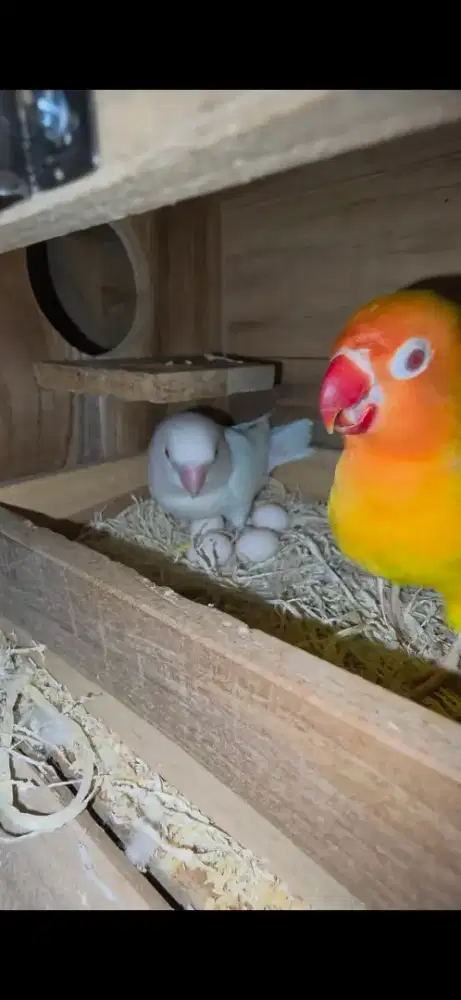Burung lovebird lutino mm x albino mm indukan siap ternak