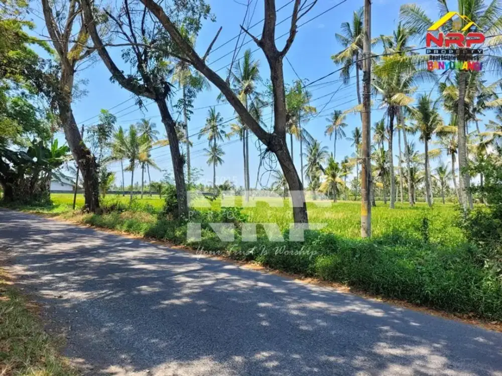 Dijual Tanah Sawah Murah tepi Jalan Desa Gladag - Gintangan