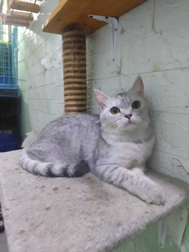 Bsh silver female 10bln bulu crispy muka bulet warna favorit