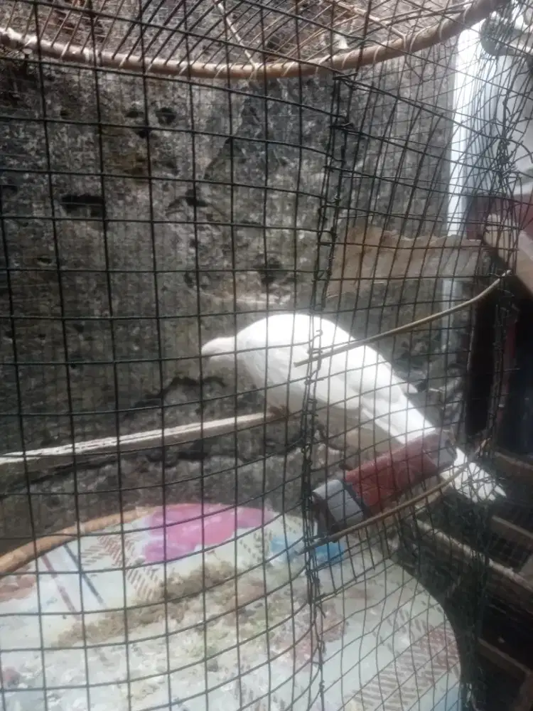 Tekukur putih polos kuk 3 paten garansi