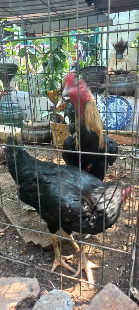 Ayam Birma (Telor Ijo)