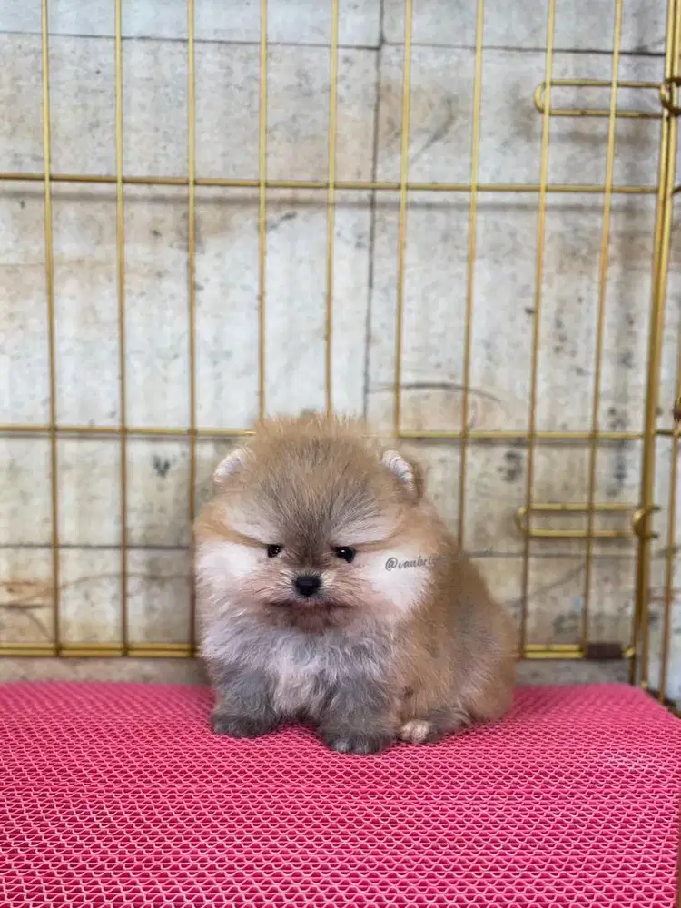 Pomeranian Betina