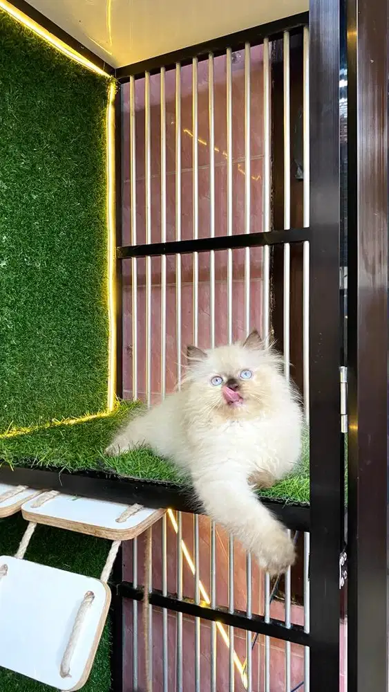 kitten himalaya munchkin ns