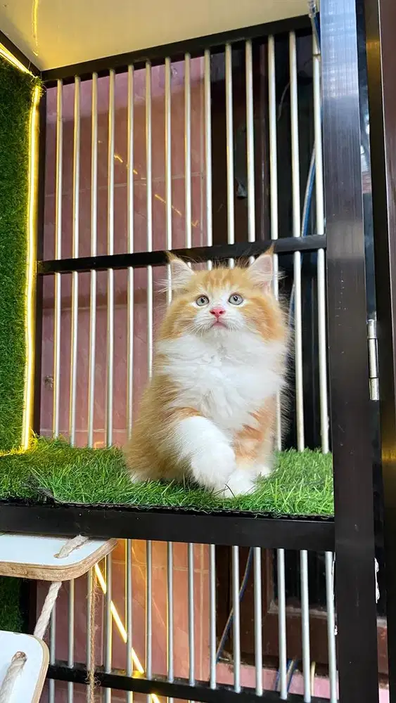 kitten super jantan dan betina