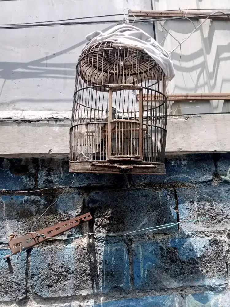 Burung perkutut lokal