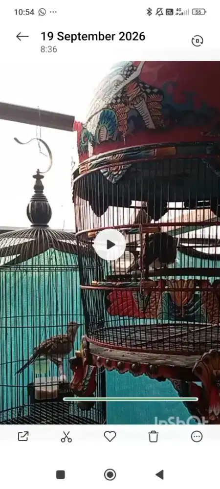 Perkutut bangkok ring sendiri