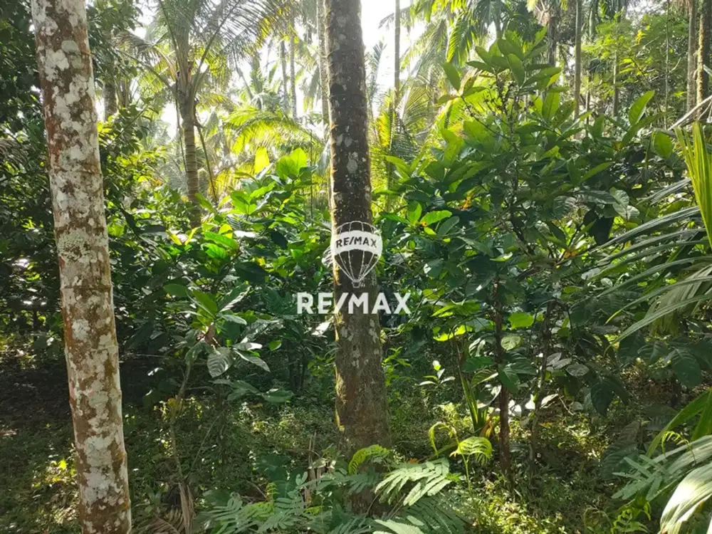 DIJUAL LAHAN KEBUN PRODUKTIF  - BULUSARI, PESUCEN KALIPURO