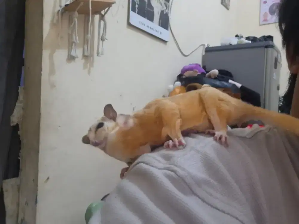 Sugar glider leu & platinum