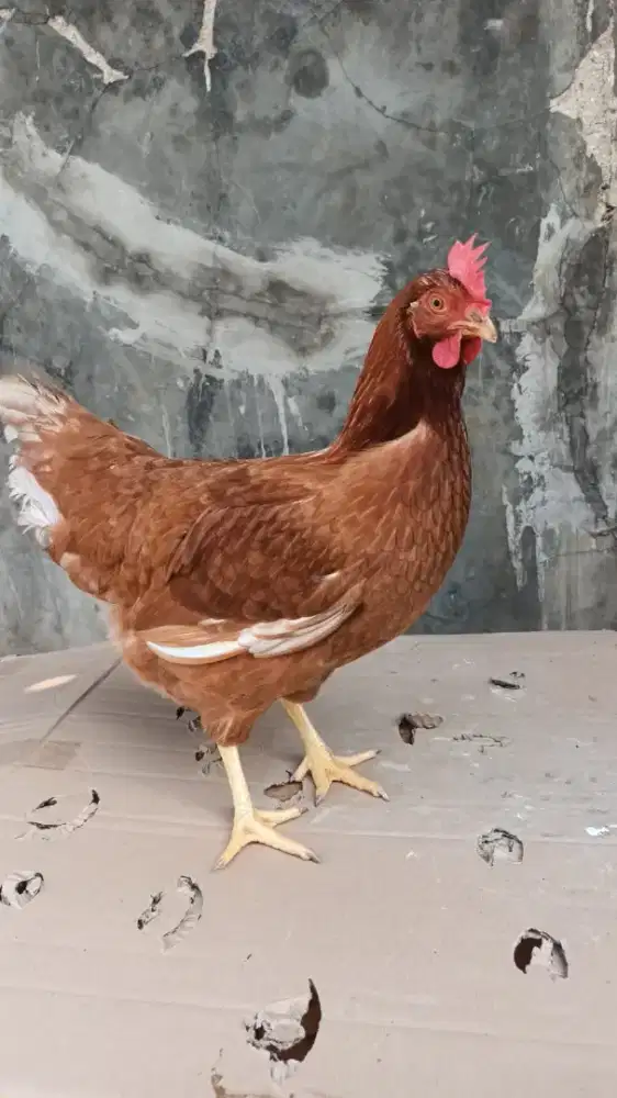 ayam petelur usia 23 minggu
